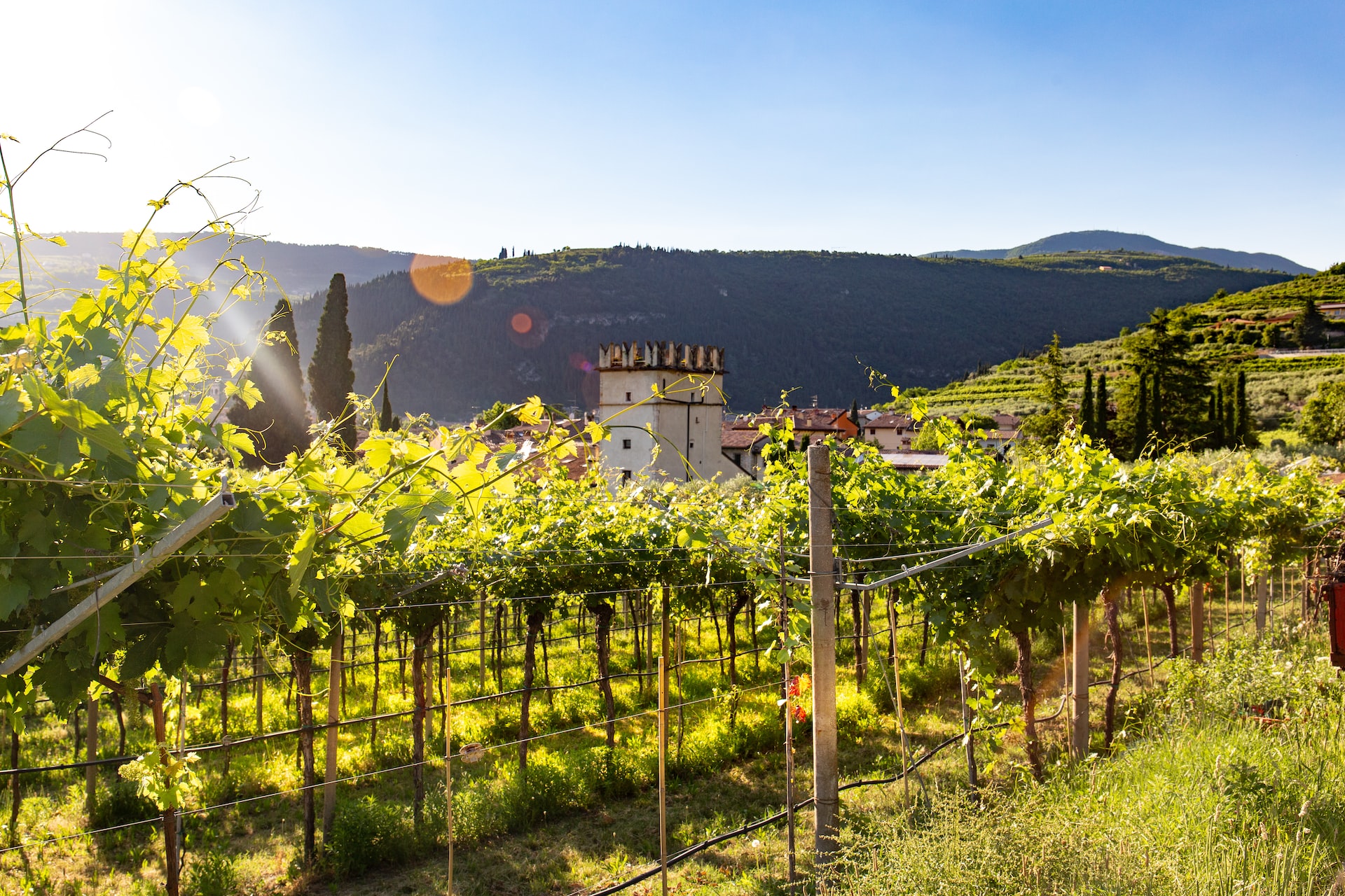 Vigneti